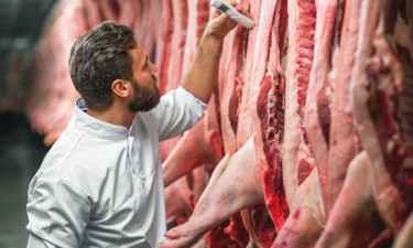 A butcher studiously checking the temperature of a carcass in a row of such. 