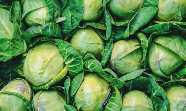 A close photo of many fresh, bright green cabbages 