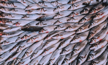 Many small fish arranged in a neat fashion, facing a single direction.