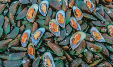 A large pile of mussels, with several on top opened to display their quality 