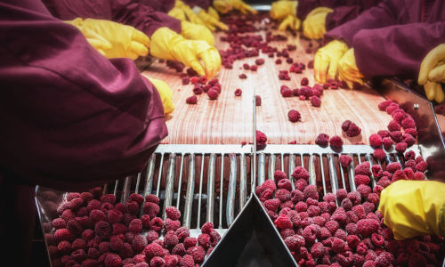 Workers sorting raspberries on a conveyer belt.