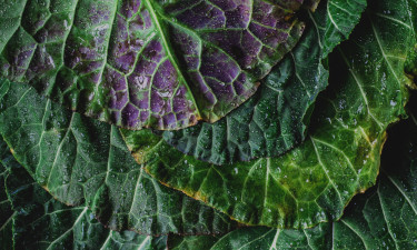A close photo of deep green cabbage leaves, tinged with purple.