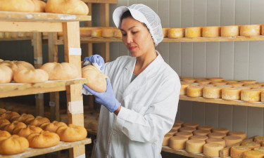 A cheesemaker inspecting an individual cheese, among shelves of similar cheese.